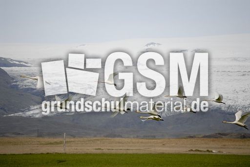 Singschwan (15 von 16).jpg